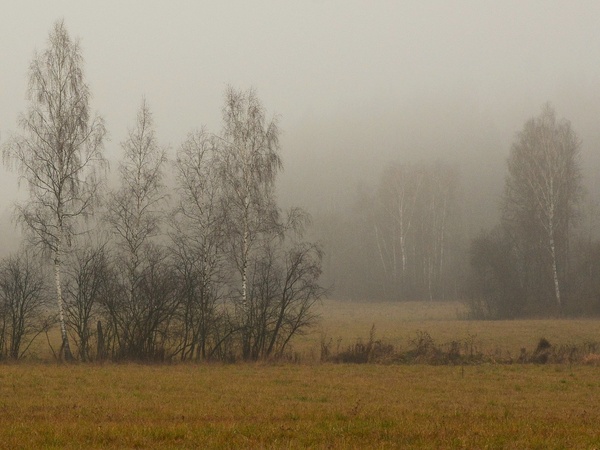 Bosco con luce morbida, atmosfera tranquilla e silenziosa